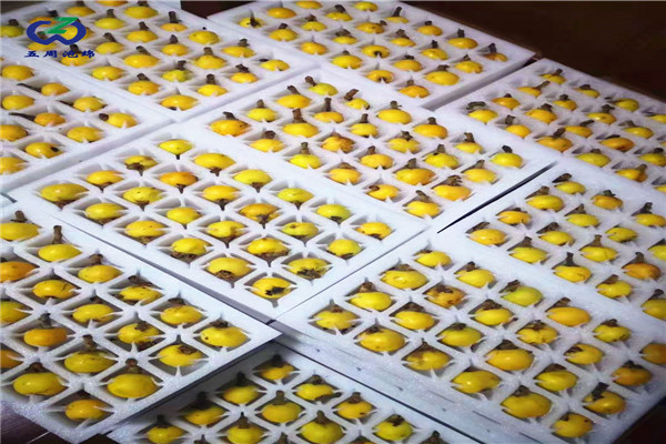 枇杷內(nèi)托 枇杷內(nèi)托